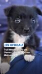 Si tienes mascotas y vives en Maneiro, este video es para ti. No dejes que te tome por sorpresa. 🐶

La nueva ordenanza de bienestar animal cambió las reglas del juego y esto es lo que debes saber, toma nota de cómo se clasifican las faltas:

🚨 Infracciones leves: Como no recoger las heces o andar sin correa. 
🚨 Infracciones graves: Como el abandono o la mala alimentación. 
🚨 Casos muy graves: Si el maltrato causa la muerte del animal, la multa llega hasta 90 veces el tipo de cambio.

Respetar las normas es la mejor forma de cuidar a quienes nos brindan su amor incondicional. ¡Seamos ciudadanos responsables!

@alcaldiamaneiro
