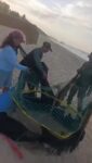Con mucha alegría reportamos la eclosión de 36 tortuguillos de la especie Cardón (Dermochelys coriacea) en Playa Parguito, un hito que refuerza nuestra labor constante en la preservación de la biodiversidad marina.

Este nacimiento es posible gracias al Programa Nacional de Conservación de Tortugas Marinas, una política estratégica ejecutada por el Ministerio para el Ecosocialismo. A través de este esfuerzo, nuestros equipos se mantienen desplegados en las zonas de anidación para brindar resguardo a los nidos, garantizando las condiciones óptimas para que completen su ciclo reproductivo de manera segura.

¿Qué logramos a través de este programa de conservación?

Monitoreo permanente: Vigilancia activa de las playas de anidación durante toda la temporada.

Protección de nidos: Resguardo ante factores ambientales y antrópicos (humanos) que puedan comprometer el desarrollo de los embriones.

Educación ambiental: Orientación constante a locales y visitantes sobre la importancia de preservar estos hábitats vulnerables.

@ecosocialismonuevaesparta_ve