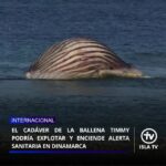 Tras la muerte de la ballena jorobada "Timmy", crece la preocupación de que su cadáver pueda explotar frente a la costa danesa. Esto no es del todo inusual en las ballenas, afirma la bióloga Anja Gallus, del Museo Alemán del Mar, a petición de la Agencia de Prensa Alemana. Pero ¿por qué sucede esto?

"Cuando un animal muere, los procesos de descomposición comienzan de inmediato en el cuerpo", explica Gallus. Entre tanto, las bacterias se multiplican y, durante la desintegración del material orgánico, se generan, entre otras cosas, gases de putrefacción que inflan el cuerpo. Normalmente, el aire o el agua fríos enfriarían el cuerpo y frenarían en cierta medida la proliferación bacteriana.

Sin embargo, las ballenas tienen una particularidad: poseen una capa de grasa muy gruesa que aísla su cuerpo en el agua fría. Esta capa aislante mantiene el cadáver caliente y favorece así una intensa multiplicación de las bacterias, explica la bióloga. Los gases de putrefacción resultantes no pueden escapar mientras el cadáver no sea abierto

Tras la muerte, el cuerpo se hunde inicialmente en el agua, pero luego puede inflarse por los gases y volver a ascender a la superficie. Si el cuerpo no es abierto, por ejemplo, por carroñeros, puede inflarse tanto que explota.

El tiempo que dura este proceso depende de muchos factores, como la temperatura ambiente. En verano puede ocurrir en cuestión de días, dice Gallus, pero con temperaturas más frías puede tardar considerablemente más. Cómo se desarrollará el proceso con la ballena jorobada "Timmy" no puede decirse con certeza.